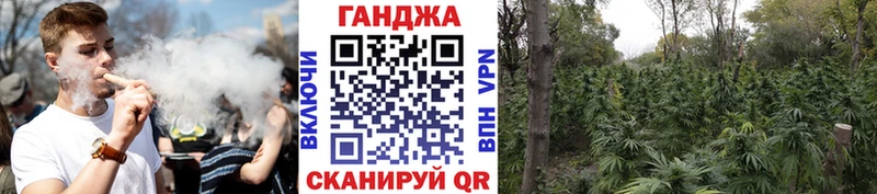 Марихуана сатива Бакал